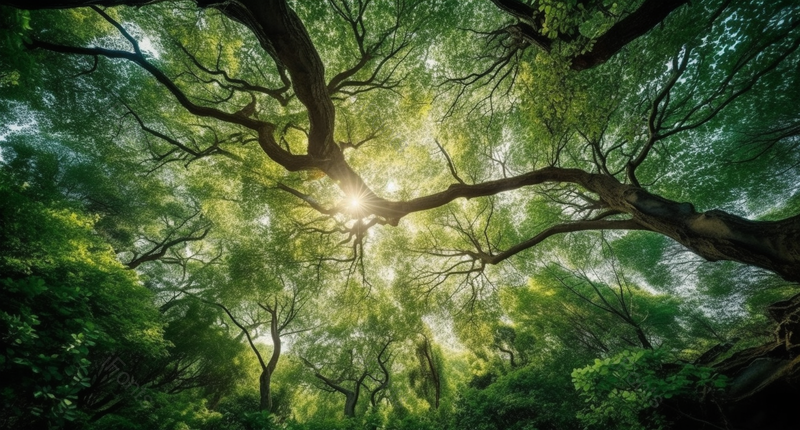 大自然树叶植物广告摄影背景,高清,摄影图,摄影图片,图片大全,摄影图免费下载